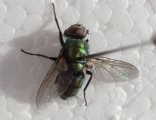 Lucilia sp.